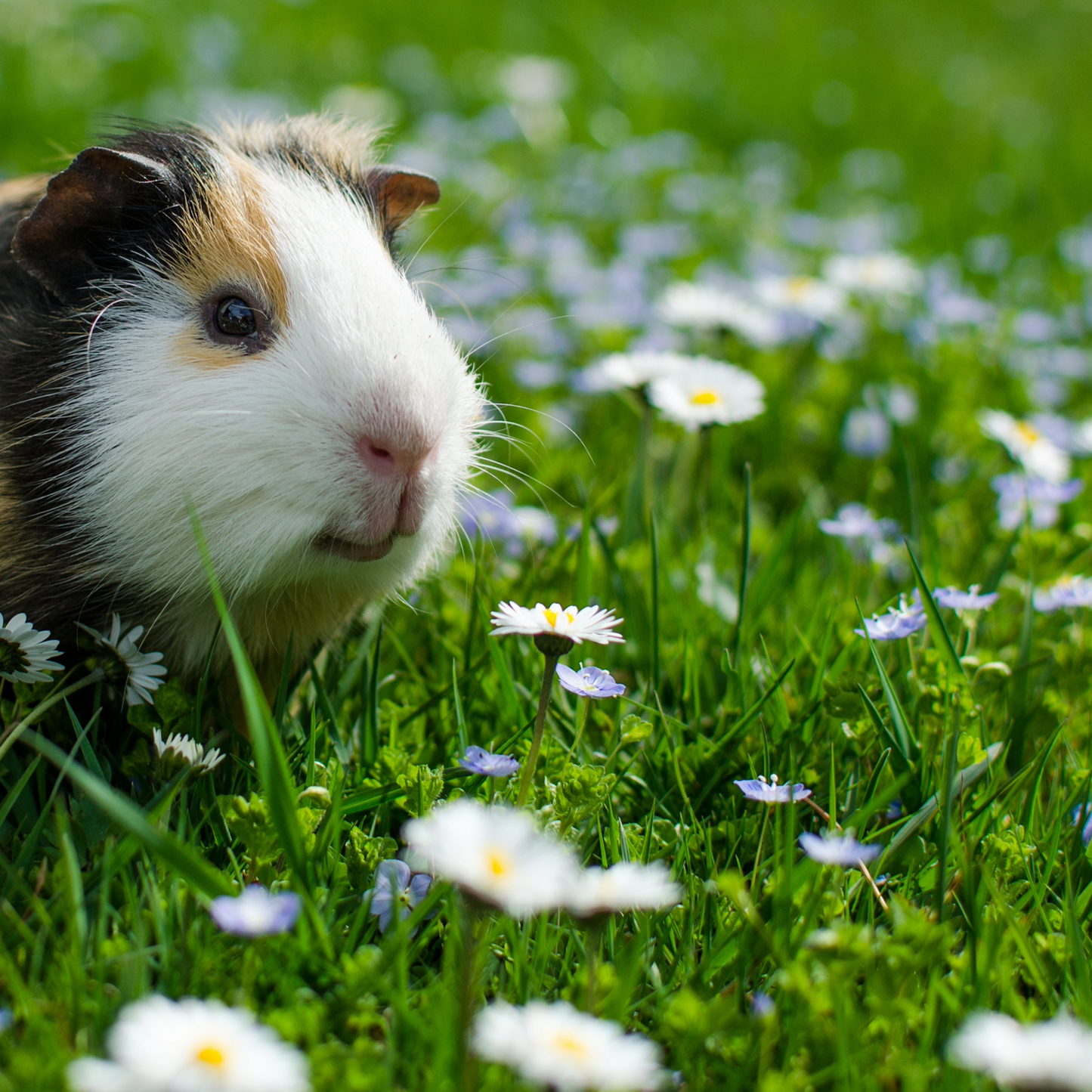 For Guinea Pigs