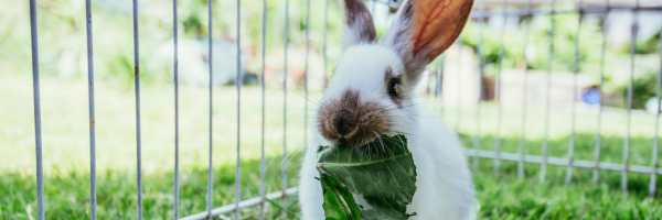 Bunny Bistro