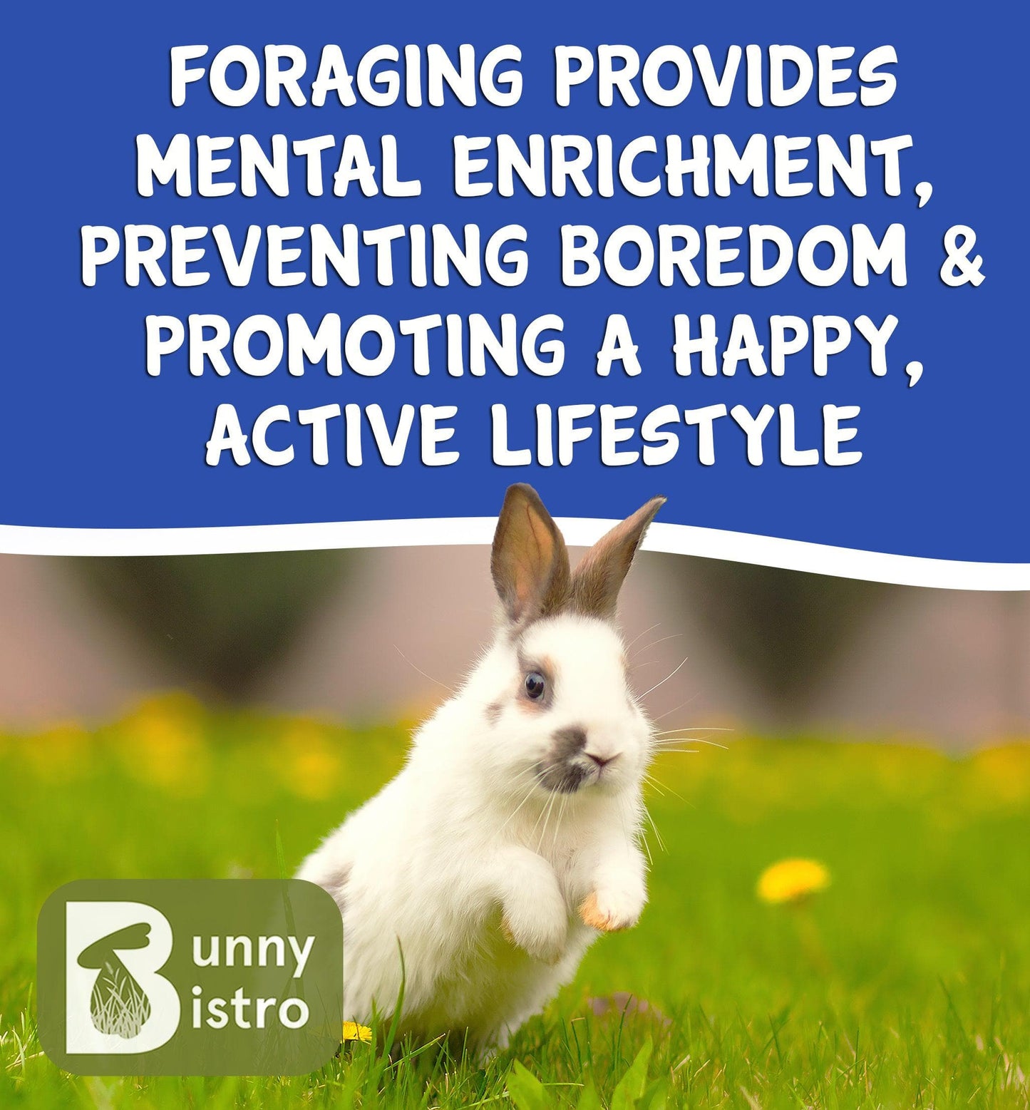 Limited Edition Spring Flower Mix | Natural Forage for Rabbits – Bunny ...