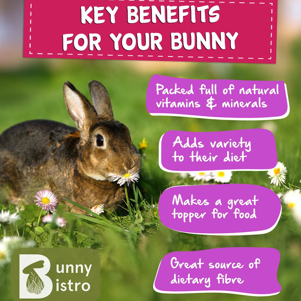 Limited Edition Spring Flower Mix | Natural Forage for Rabbits – Bunny ...